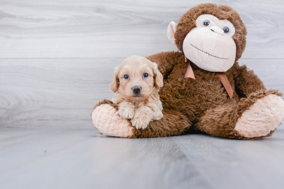 Poochon Pup Being Cute