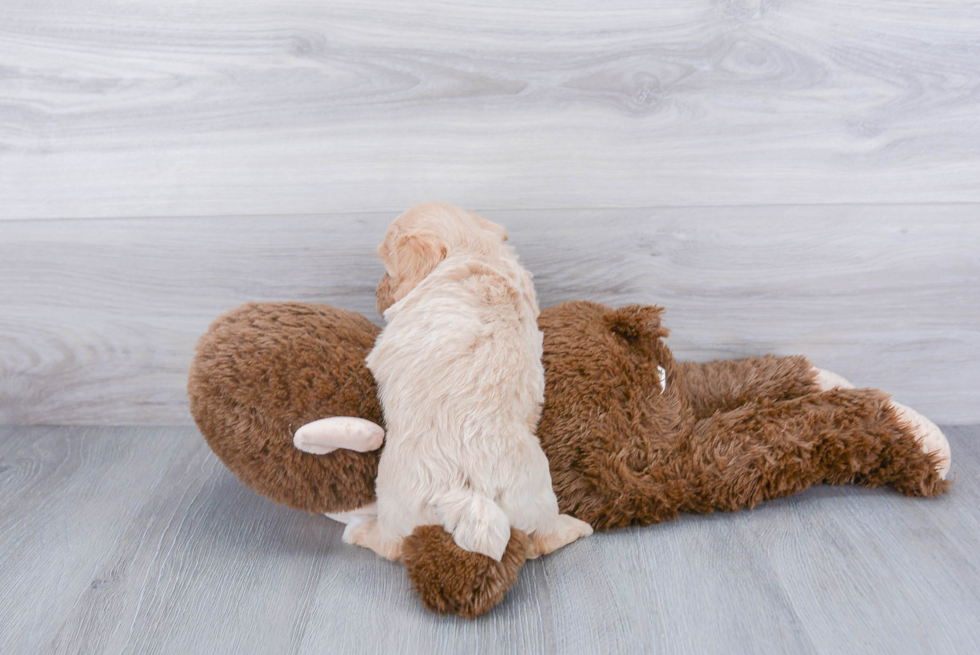 Popular Poochon Poodle Mix Pup