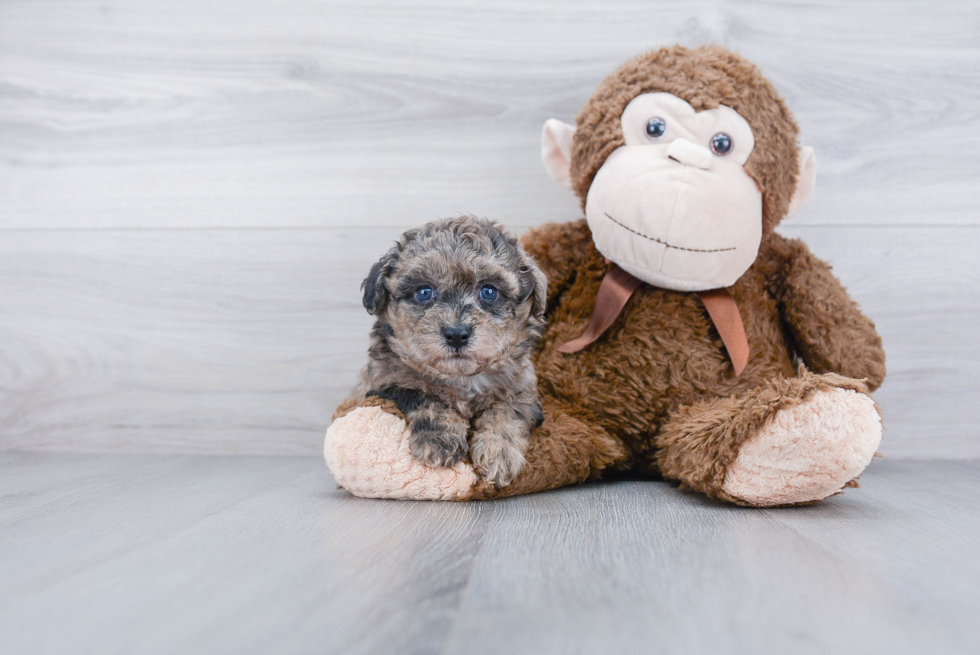 Popular Poochon Poodle Mix Pup