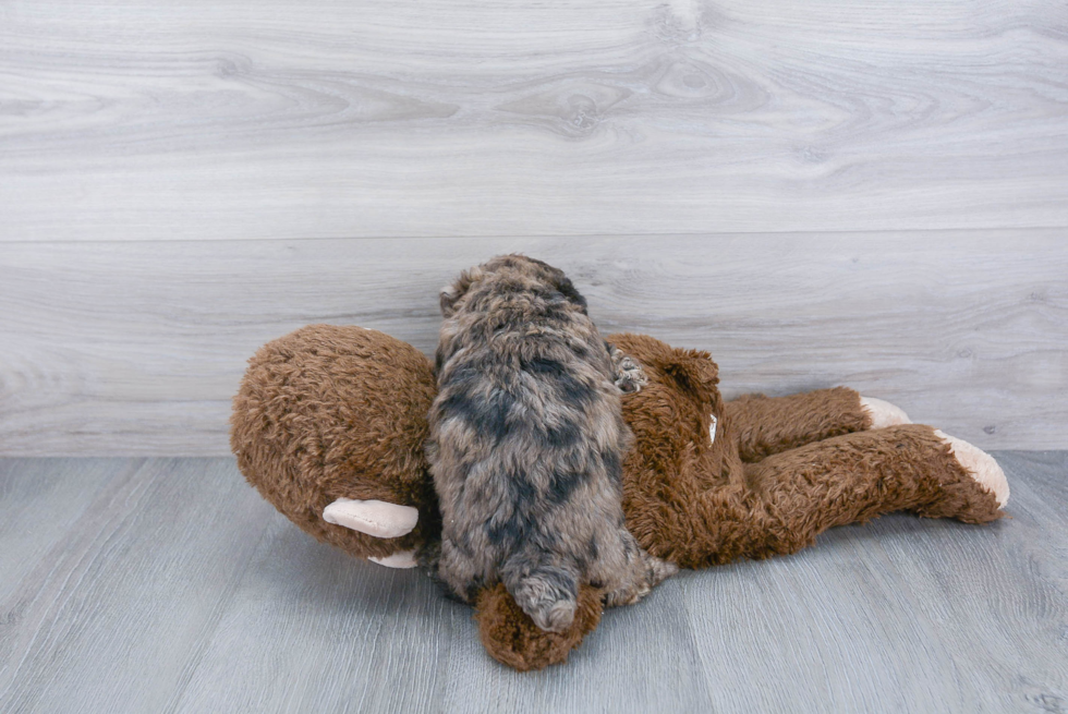 Fluffy Poochon Poodle Mix Pup