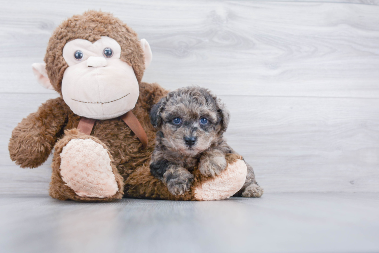 Adorable Bichpoo Poodle Mix Puppy