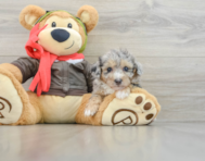 8 week old Poochon Puppy For Sale - Premier Pups