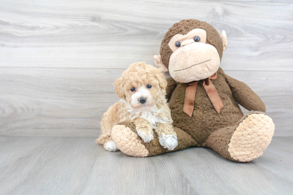 Popular Poochon Poodle Mix Pup