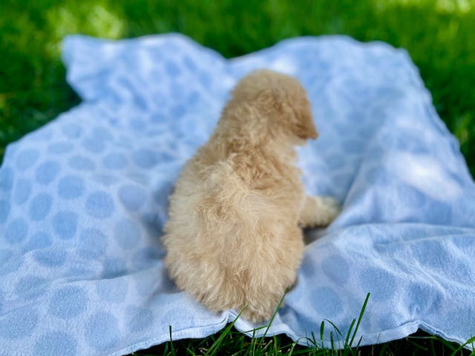 Petite Poochon Poodle Mix Pup