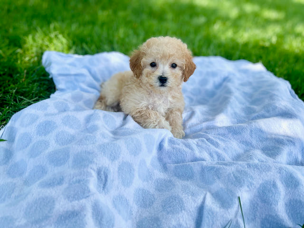 Playful Bichpoo Poodle Mix Puppy