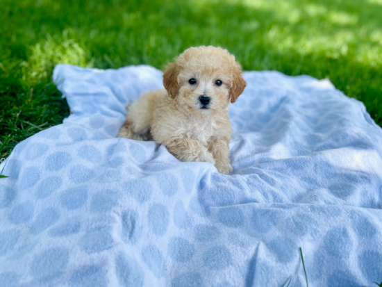 Playful Bichpoo Poodle Mix Puppy