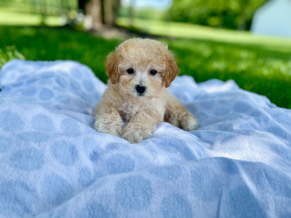 Adorable Bichpoo Poodle Mix Puppy