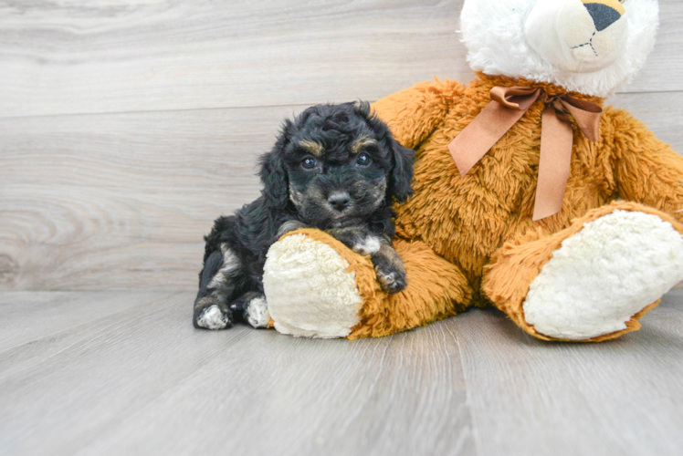 Poochon Pup Being Cute