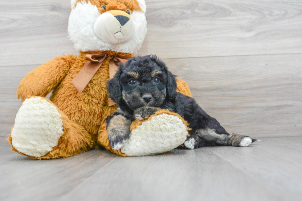 Hypoallergenic Bichpoo Poodle Mix Puppy