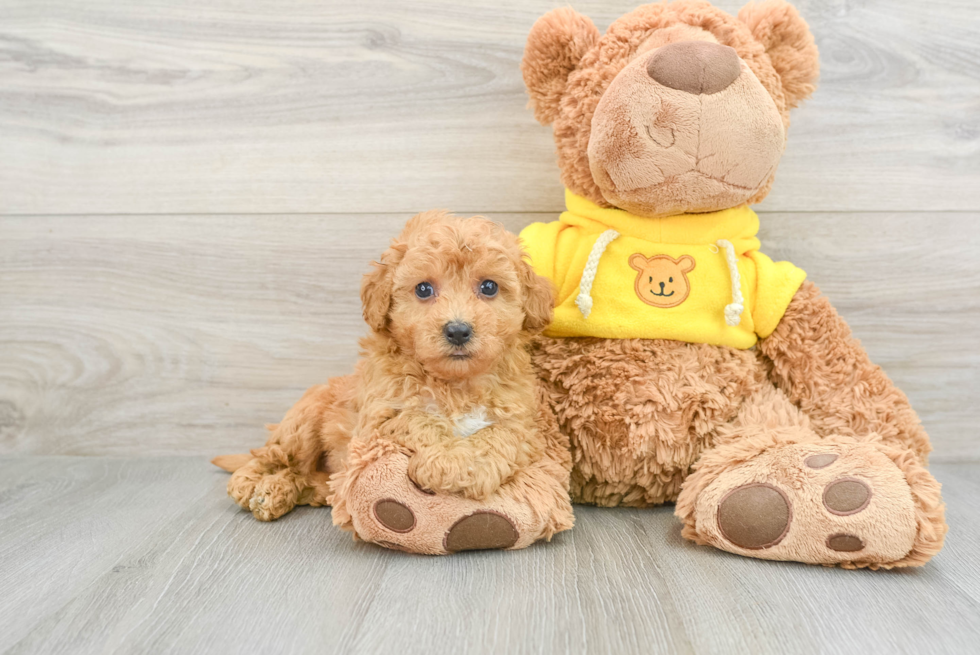 Funny Poochon Daniel: 3lb 15oz Doodle Puppy