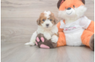 Petite Poochon Poodle Mix Pup