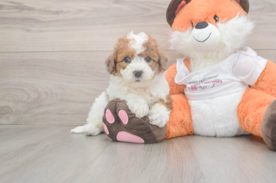 Petite Poochon Poodle Mix Pup