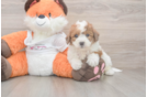 Poochon Puppy for Adoption