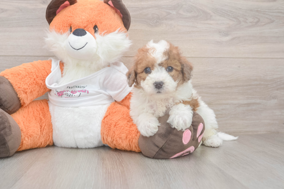 Poochon Puppy for Adoption