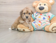 6 week old Poochon Puppy For Sale - Premier Pups