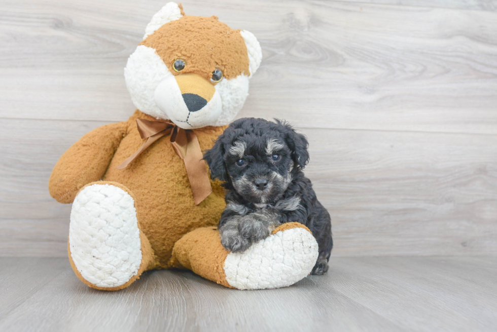 Energetic Bichpoo Poodle Mix Puppy