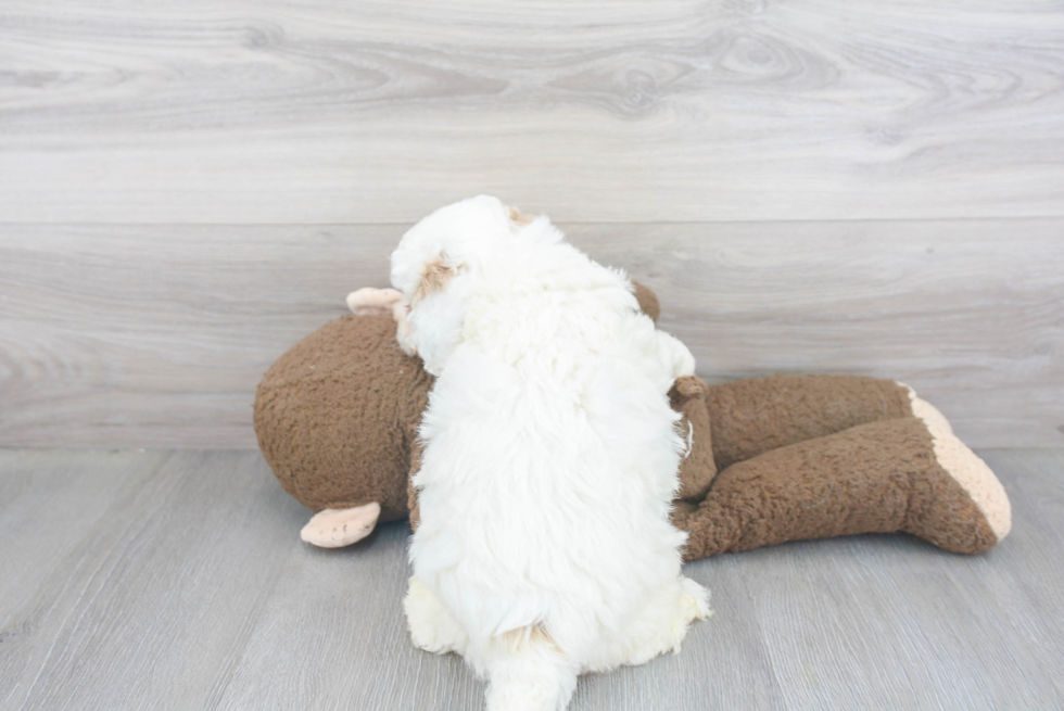 Fluffy Poochon Poodle Mix Pup