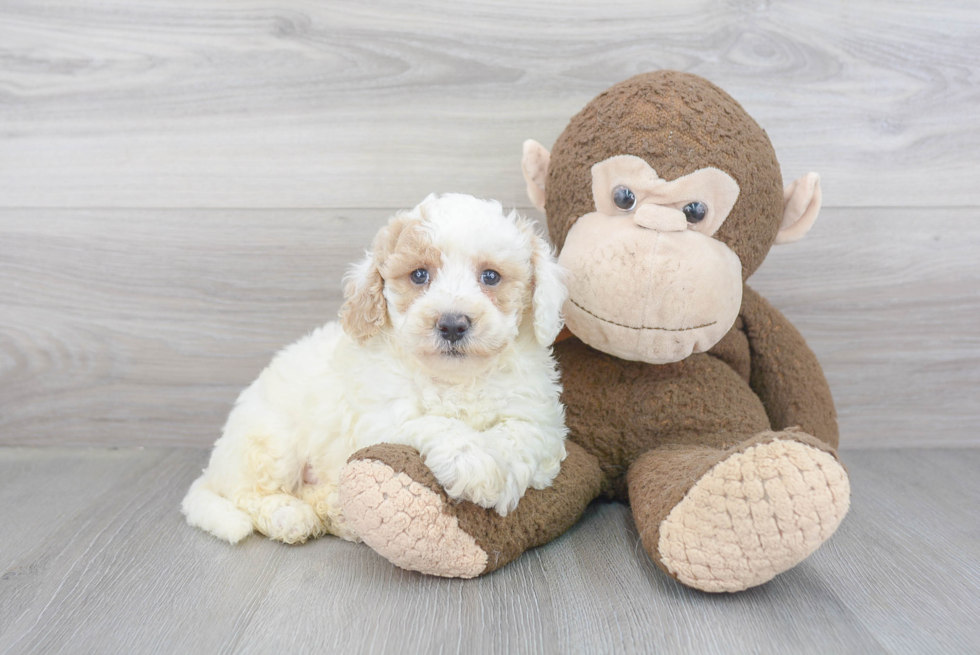 Energetic Bichpoo Poodle Mix Puppy