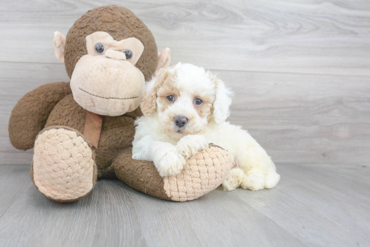 Playful Bichpoo Poodle Mix Puppy