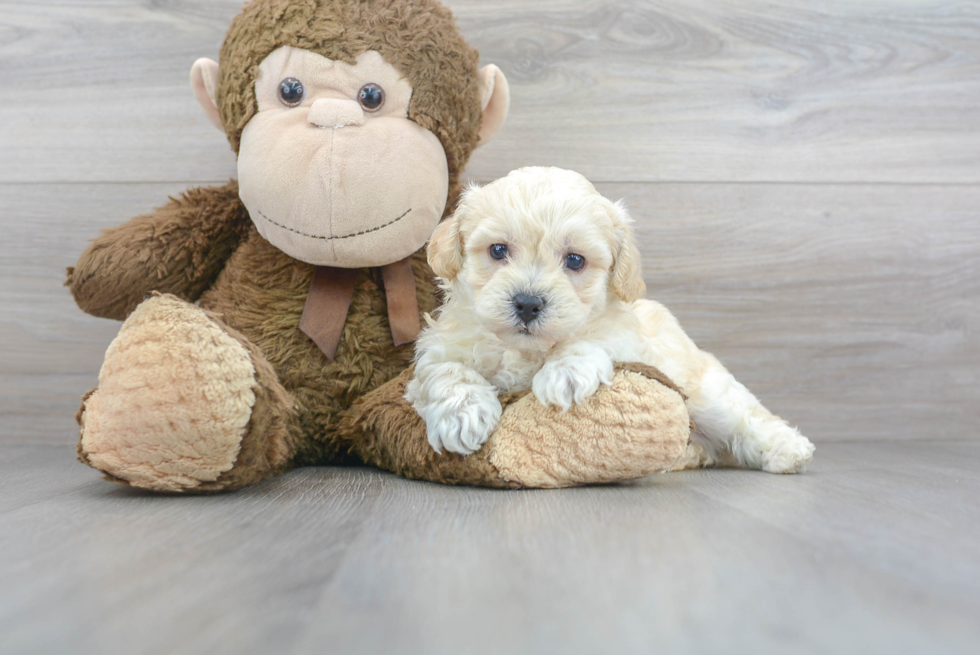 Poochon Pup Being Cute