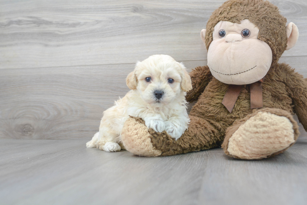 Hypoallergenic Bichpoo Poodle Mix Puppy