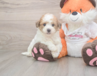 8 week old Poochon Puppy For Sale - Premier Pups