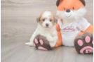 Energetic Bichpoo Poodle Mix Puppy