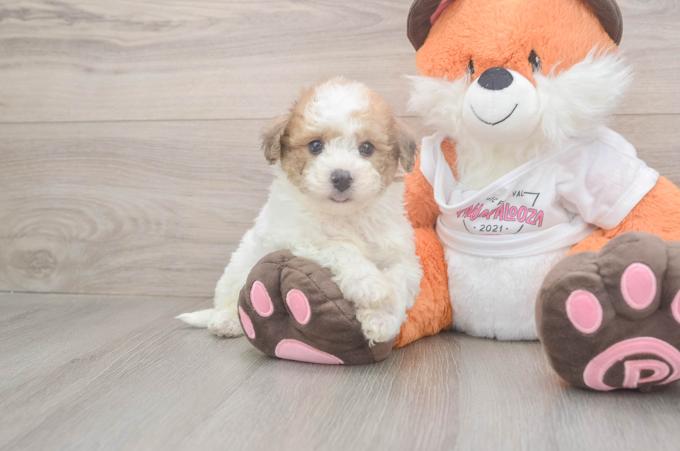 5 week old Poochon Puppy For Sale - Premier Pups