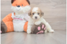Hypoallergenic Bichpoo Poodle Mix Puppy