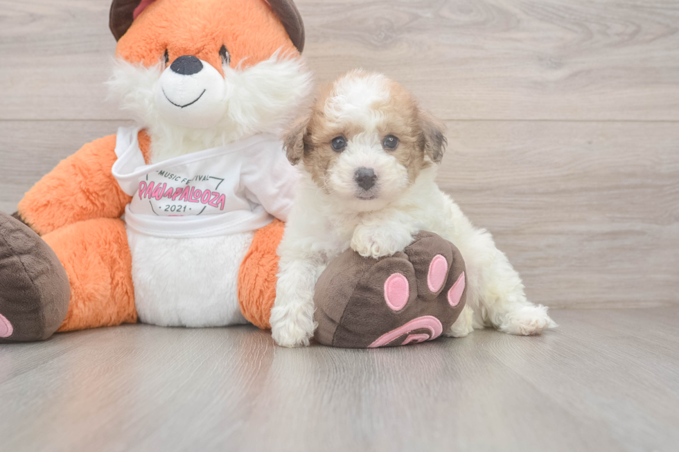 Hypoallergenic Bichpoo Poodle Mix Puppy
