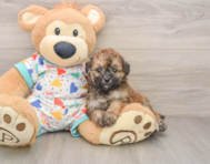 6 week old Poochon Puppy For Sale - Premier Pups