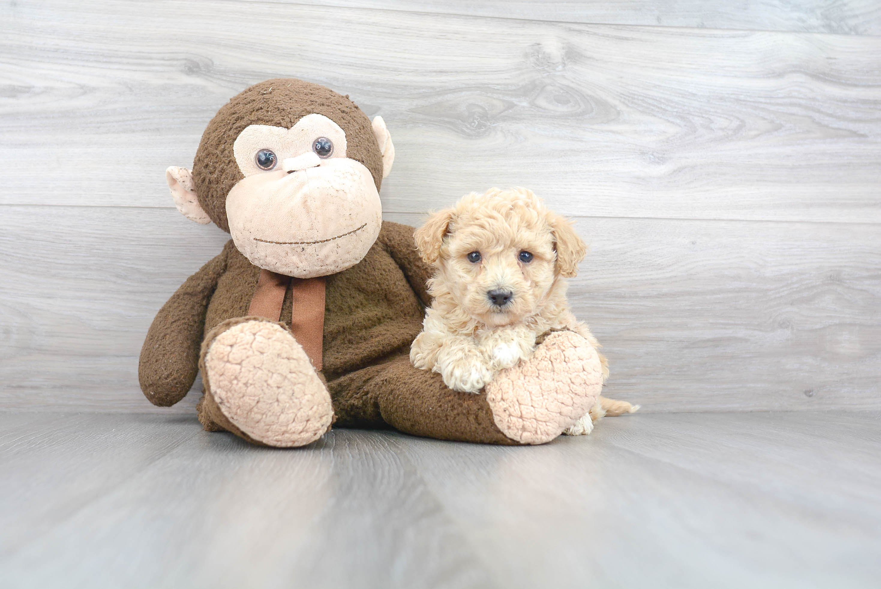 Poochon Pup Being Cute
