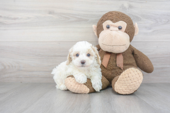 Hypoallergenic Bichpoo Poodle Mix Puppy