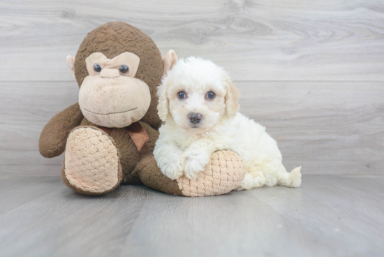 Fluffy Poochon Poodle Mix Pup