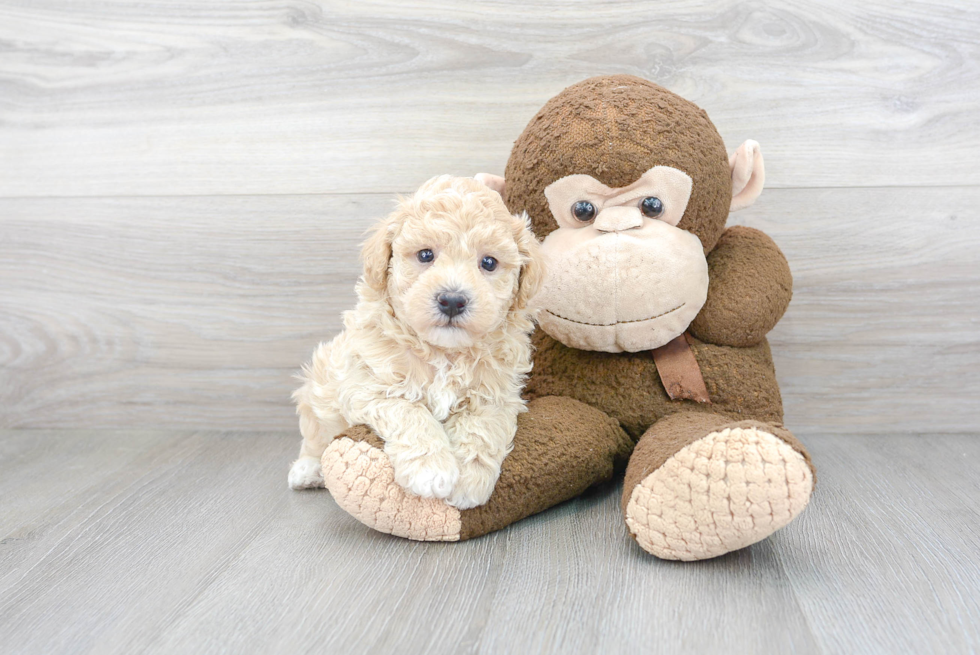 Friendly Poochon Baby