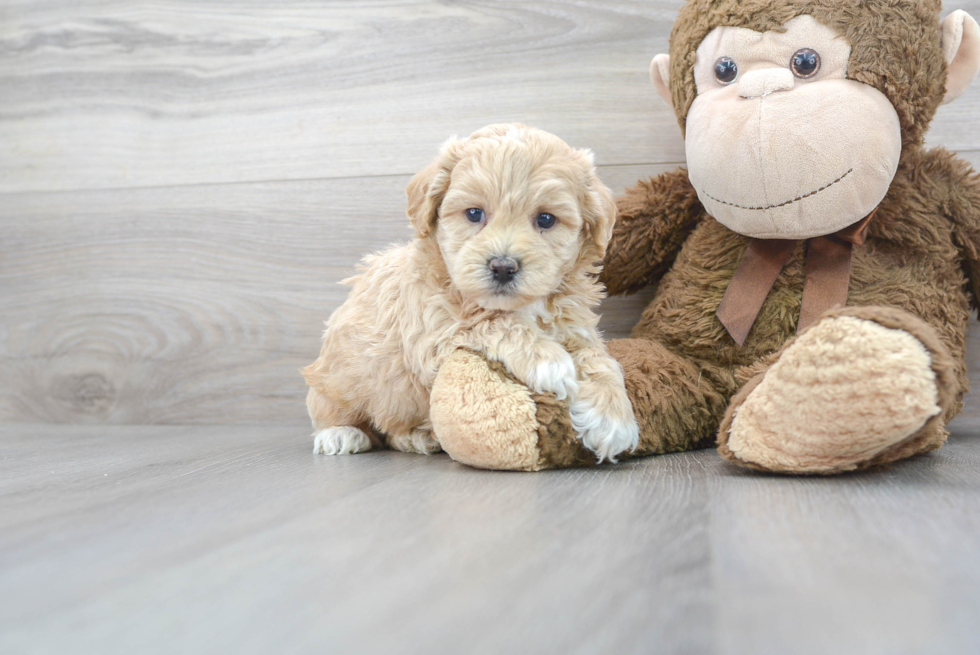 Hypoallergenic Bichpoo Poodle Mix Puppy