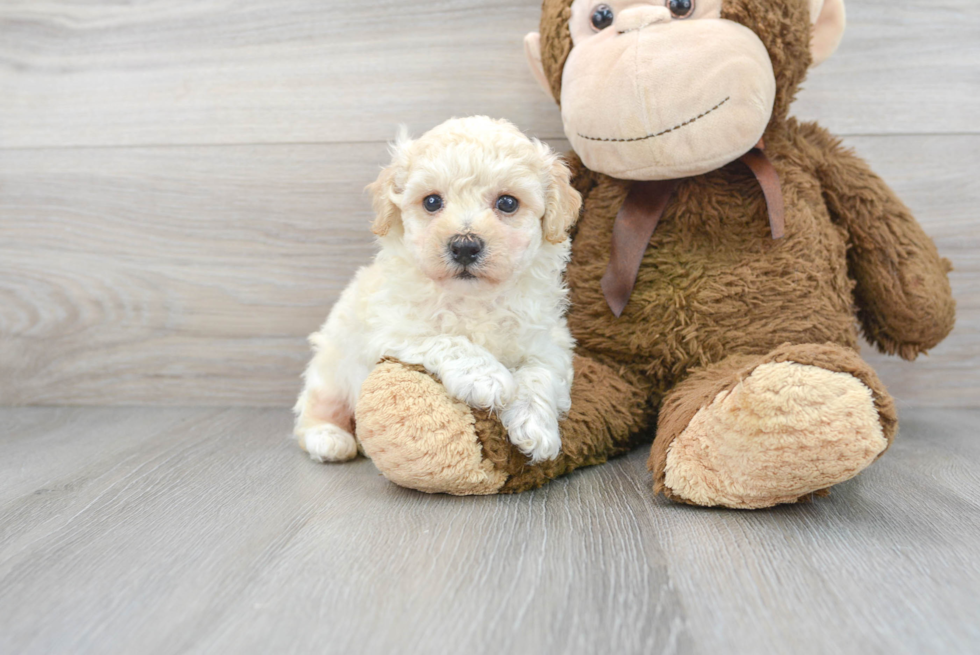 Popular Poochon Poodle Mix Pup