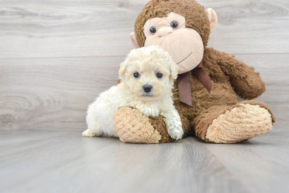 Poochon Pup Being Cute