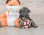 8 week old Poochon Puppy For Sale - Premier Pups