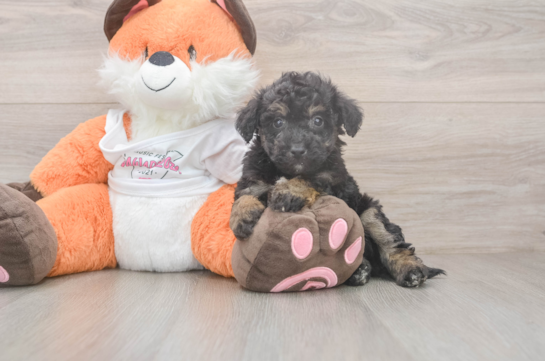 Smart Poochon Poodle Mix Pup