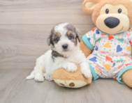 6 week old Poochon Puppy For Sale - Premier Pups