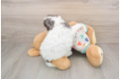 Funny Poochon Poodle Mix Pup