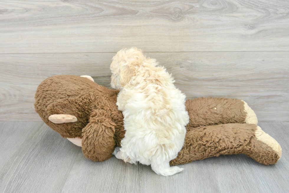 Energetic Bichpoo Poodle Mix Puppy