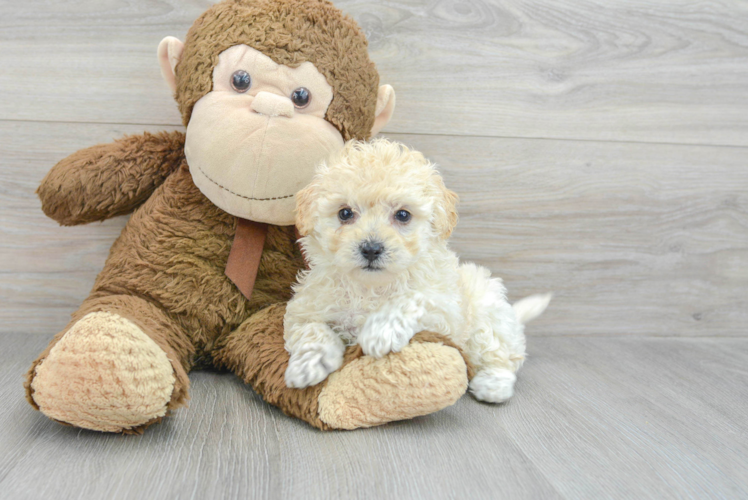 Poochon Pup Being Cute