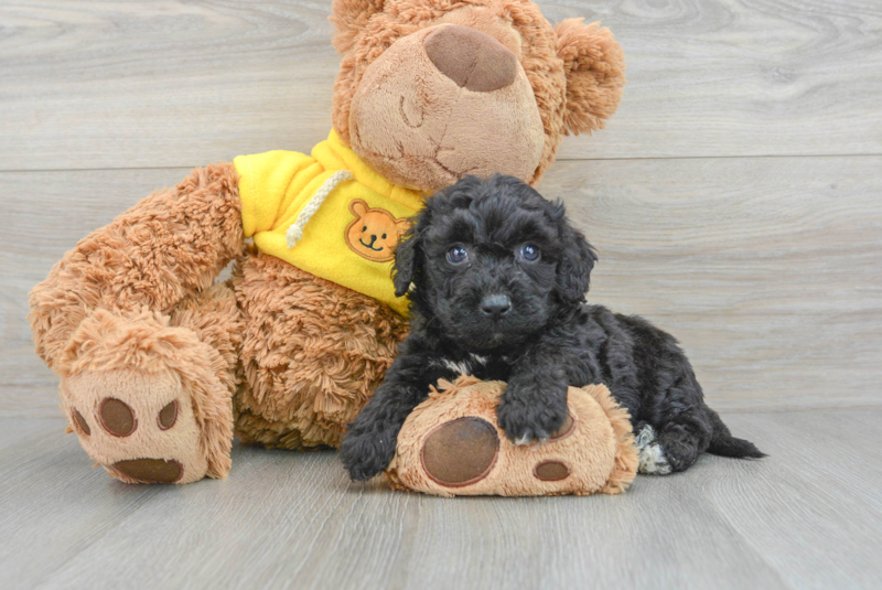 Meet Dedra - our Poochon Puppy Photo 3/3 - Premier Pups