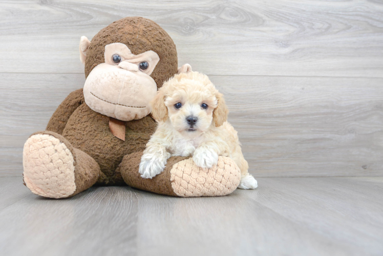 Smart Poochon Poodle Mix Pup