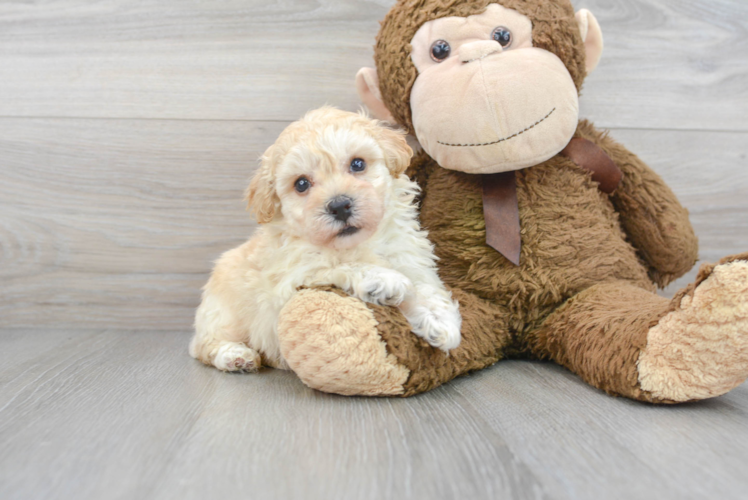 Poochon Puppy for Adoption