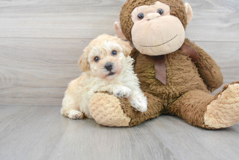Poochon Puppy for Adoption