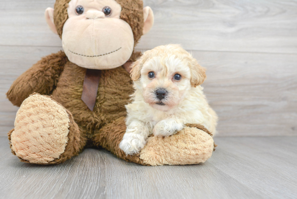 Poochon Puppy for Adoption