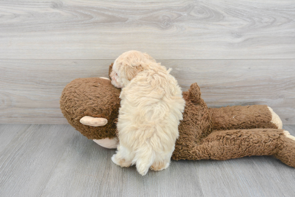 Best Poochon Baby